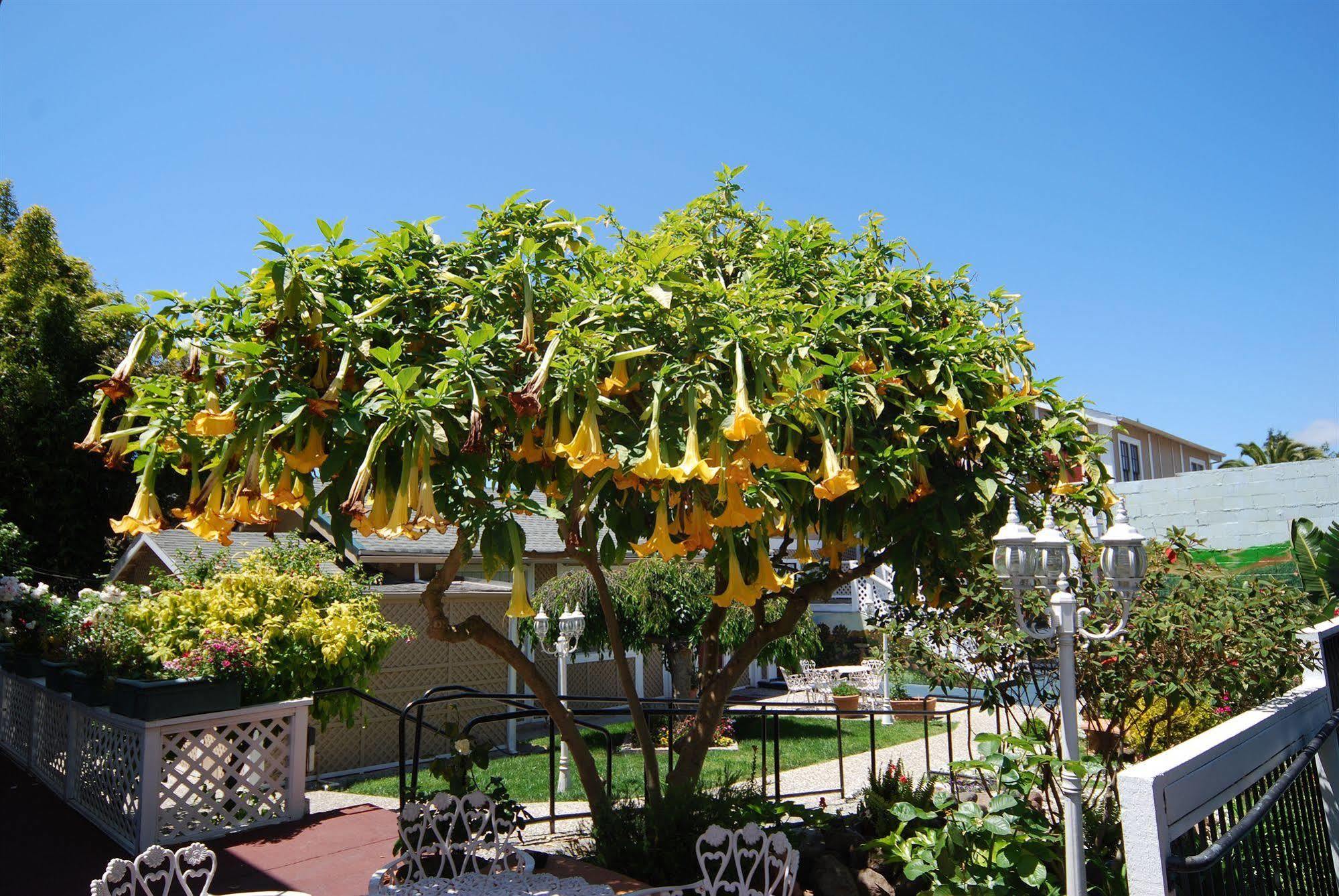 Rose Garden Inn Berkeley Exterior foto